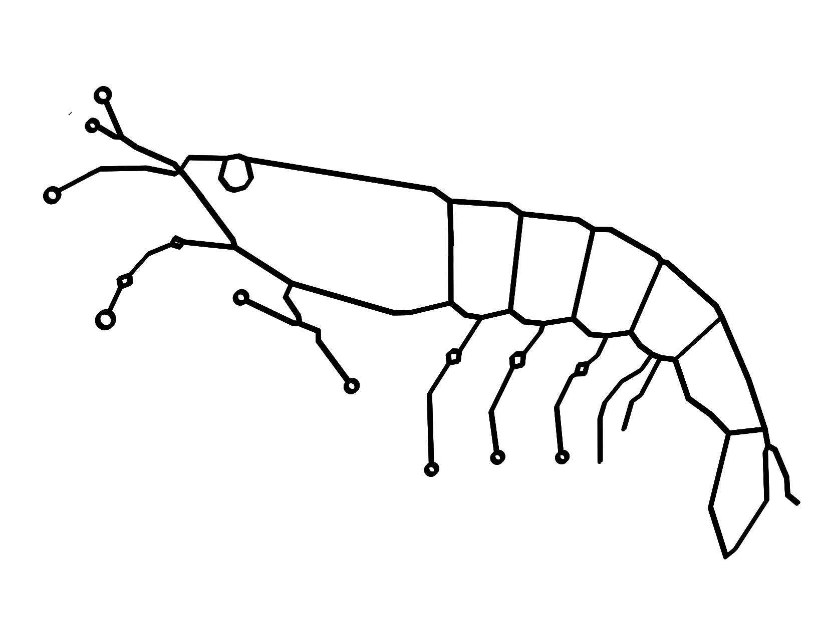 Krill