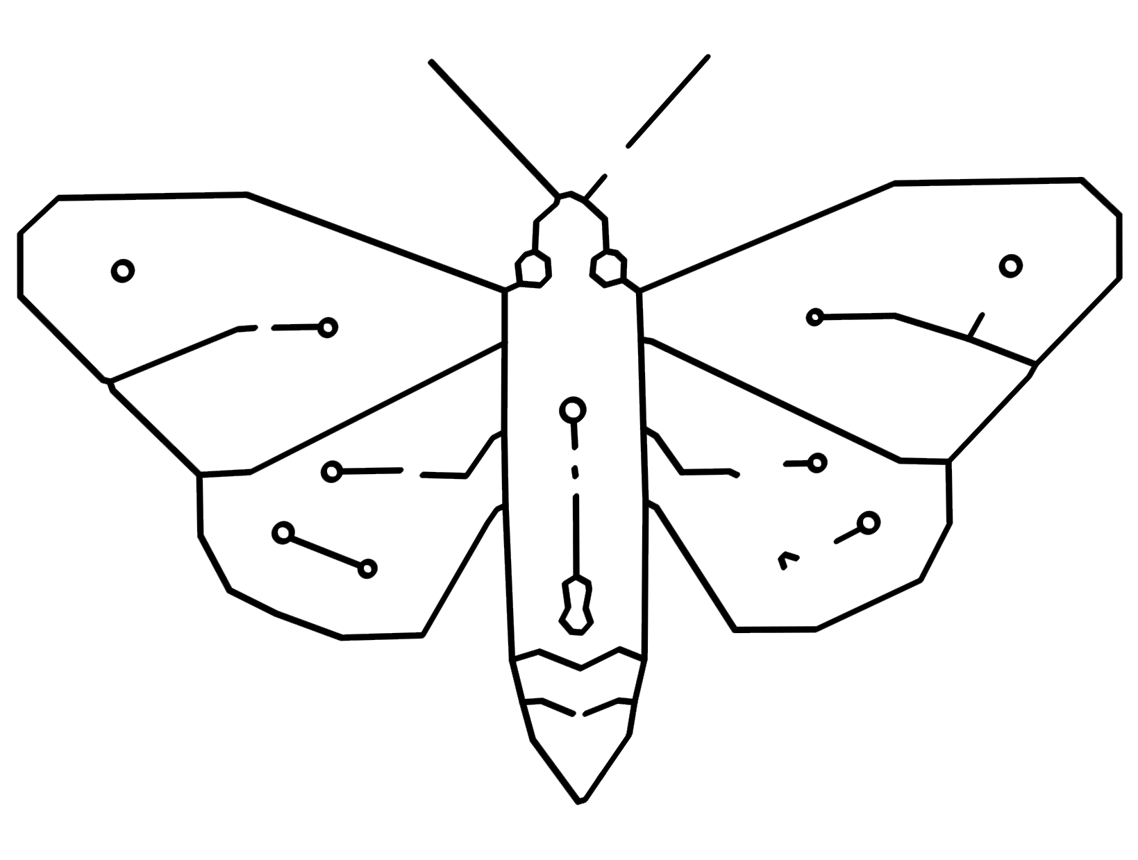 Moth